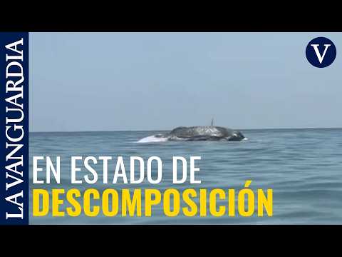 Aparece una ballena muerta en la playa de Castelldefels thumbnail
