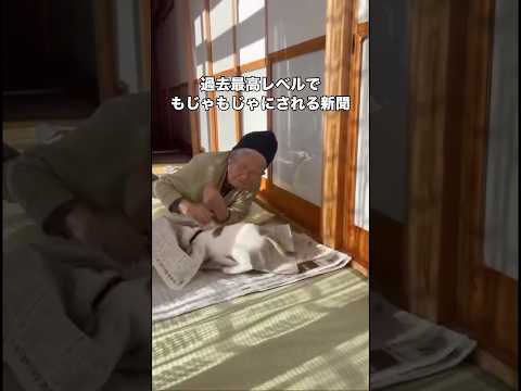 縁側でおばあちゃんが新聞読んでたら過去最高レベルの新聞もじゃもじゃ事件が発生 #子猫 #三毛猫 #おばあちゃん #shorts thumbnail