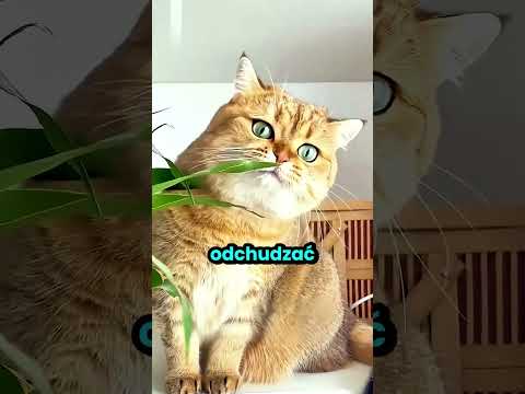 Ten kot miał dość swojej nadwagi thumbnail