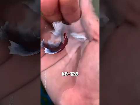 Pria Ini Merawat Ikan Kecil Sampai Berubah Jadi Sangat Indah ? thumbnail