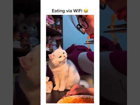 Wireless Dining: Cat Edition! 😼 Subscribe! #shorts thumbnail