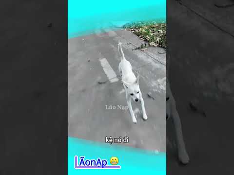 Ê ê coi chừng 🤣 #laonap thumbnail
