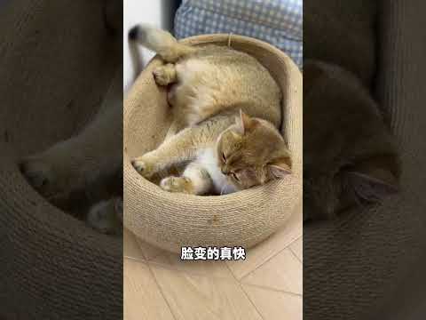 【牛奶是只猫】小猫咪竟然有两幅面孔 thumbnail