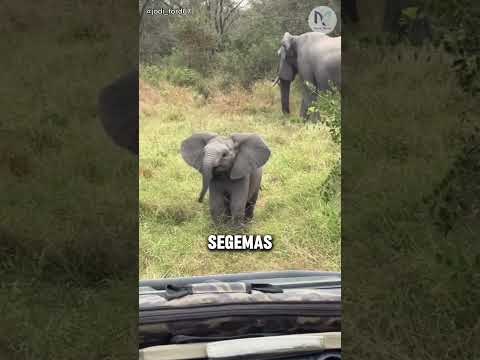 Bayi Gajah Ini Sok Keras Tapi Pas Digas ... thumbnail