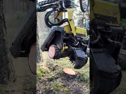 Perfect Pine Cut in Seconds | Harvester at Work #forest #harvester #johndeere #heavymachinery #tree thumbnail