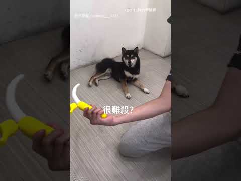 【小戲精】主人上演拔劍廝殺 柴柴超配合根本戲精｜柴犬｜演技 thumbnail