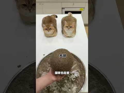 【牛奶是只猫】当我给猫咪做了一个巨型猫薄荷球！ thumbnail