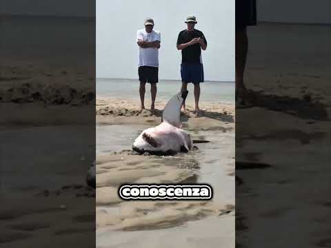 Perché hanno salvato lo squalo??? thumbnail