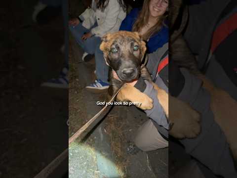 Un amour 🧡 #ades #malinois #ninolemalou thumbnail