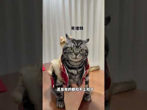 【牛奶是只猫】每次穿衣服都会被封印哈哈哈 #金渐层 #猫咪的迷惑行为 #我的赛博毛孩子 #随变萌一下 thumbnail