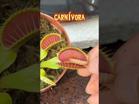 Alimentei minha planta carnívora com uma larva estranha?!😱 #shorts thumbnail