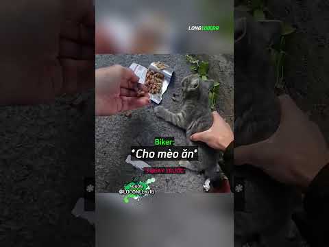 Biker Dùng Hết Tiền Của Mình Để Cố Cứu Một Con Mèo ? ? thumbnail