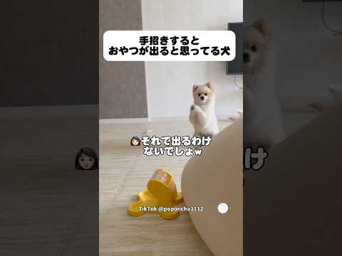 手招きするとおやつが出ると思ってる犬　　　　#ポメラニアン　#犬　#かわいい犬 #犬のいる暮らし #面白い犬 thumbnail
