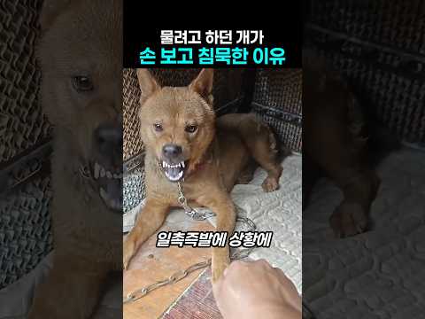 "이래도 깨물거야?.." 으르렁 댕댕이가 손 보고 침묵한 이유 thumbnail