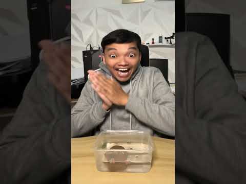 Pelihara ikan pari bisa sebesar ini !!! #shorts #fajarjroo thumbnail