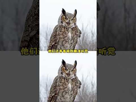 老鼠：你见过鬼吗  猫头鹰：是我 #猫头鹰 #地球online #动物 #数值怪 #万万没想到 thumbnail