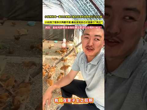 小夥養的雞一直不上架被人指點必須先找到雞王讓它上架，小夥找了很多隻雞都不是，最後發現自己才是那個"雞王"！網友：能給雞群帶來食物和棚子是當之無愧的"雞王"！ thumbnail