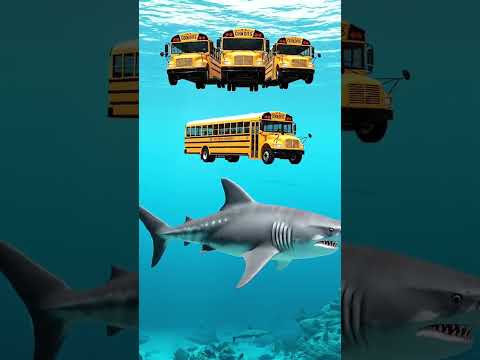 Jika Megalodon masih Hidup di zaman sekarang! thumbnail