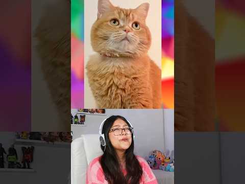 GATITO SALVA HUEVO DE SU MEJOR AMIGO @mokomaru_10 #curiosidades #humor thumbnail