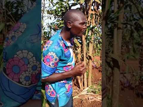 Mpenva Mpenva Nzina Ngaziwa By John King Video Challenge 3 thumbnail