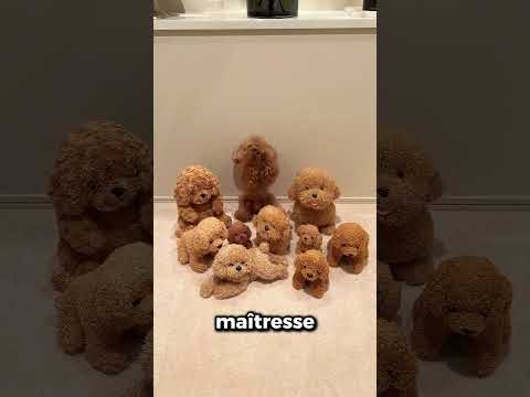 Ce chiot est vraiment intelligent. thumbnail