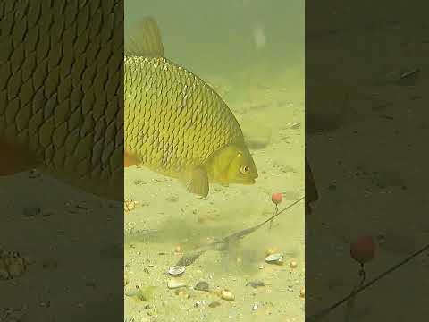 Do you get bothered by small fish? thumbnail