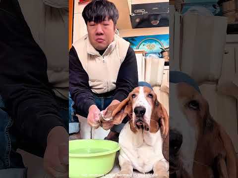 Las orejas de este perro son más largas que mi vida ? #dog #shorts thumbnail