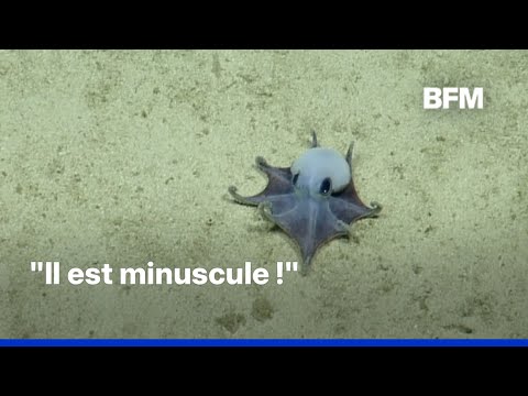 "C'est bleu !" : une nouvelle espèce de pieuvres découverte au large des îles des Galápagos thumbnail