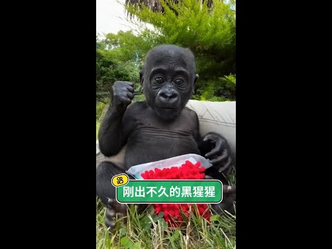 剛滿月便失去依靠，在飼養員的溫柔守護下，這隻小黑猩猩重獲家的溫暖。 thumbnail