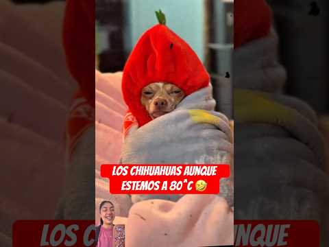 Ta fresco ? #viral #humor #funnyvideos #comedia #memes #chihuahua #pets thumbnail