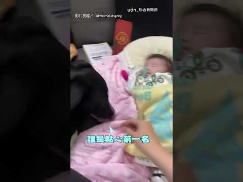 【好溫馨】寶寶進入夢鄉！ 保姆歐告貼心蓋被被｜黑狗｜寵物｜寶寶｜蓋被 thumbnail
