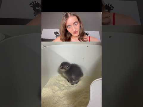 UN CHAT ENTRAIN DE ?? 🤣 c’est ça que vous m’envoyer thumbnail