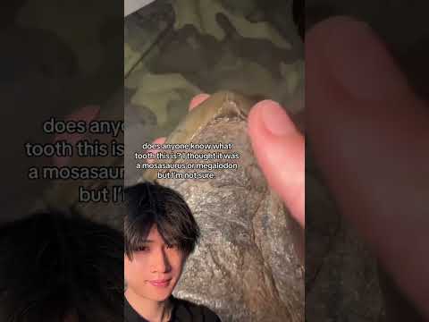 Tooth identification thumbnail