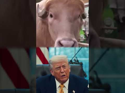 Чудо-буйвол: Ризк от Аллаха thumbnail