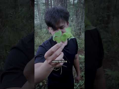 cỏ 3 lá thumbnail