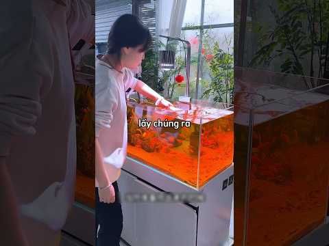 Cô gái bất ngờ khi bể cá bất ngờ trong veo cho đến khi 😳 thumbnail