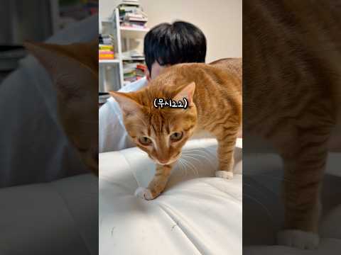 어린이날 선물 못받은 고양이 thumbnail