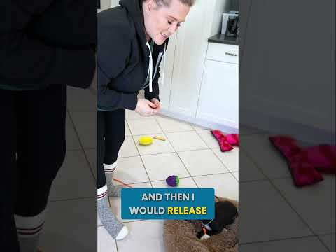 Teach Your Puppy to LOVE Their Bed! (Easy Steps!) #shorts thumbnail
