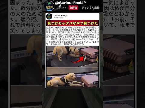 この犬、仕事を忘れてる気がする ? thumbnail