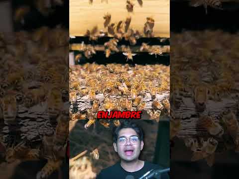 Todos Se Tiraron Al Suelo En Pleno Partido ? thumbnail