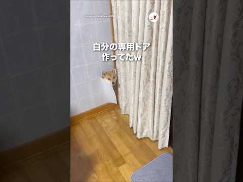 自分の専用ドア作ってたw｜PECO thumbnail