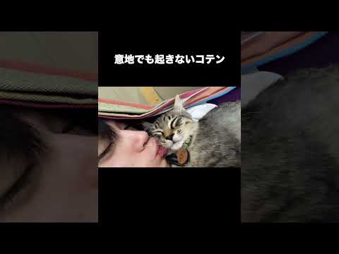 意地でも起きないコテン thumbnail