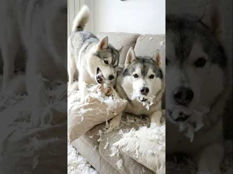Quando lasci i CANI da SOLI a CASA: ASPETTATIVE vs REALTÀ! 🫣🐶😱 #cane #dog #dogs #comico #comedy thumbnail