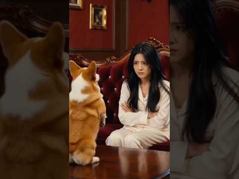 狗狗：你错哪啦？？ #animals #dogs thumbnail