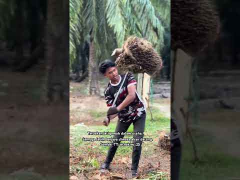 Susah juga ya nak angkut buah sawit.? Begitulah peritnya dalam mencari rezeki.? thumbnail