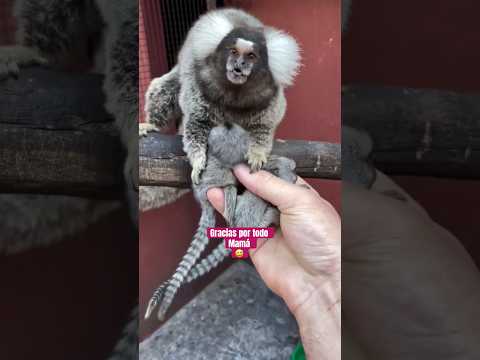 Gracias por todo mamá! ? #doblaje #animals #comedia #mama thumbnail
