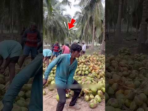 Ngày đầu đi làm chặt dừa đầy bất ngờ #shorts thumbnail