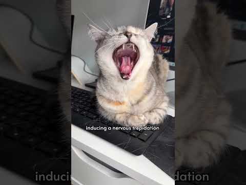 The 4 stages of a cat's yawn | pizza_and_luna thumbnail