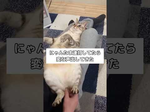 気持ちよさそうに主人の膝に埋もれてる猫のにゃんたまを連打していたら聞いたことない声出してきた #にゃんにゃん #にゃんたま #shorts thumbnail