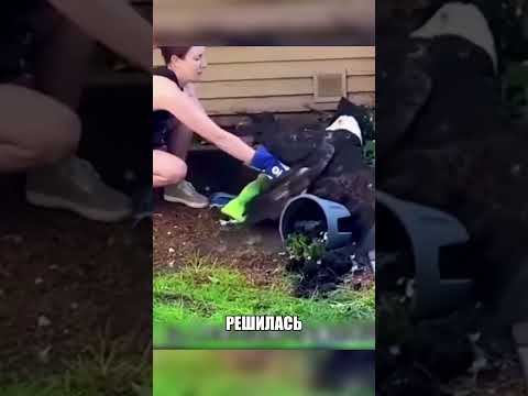Орланы в драке рухнули прямо в ЕЁ ДВОР🫡🦅🚨 thumbnail